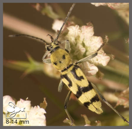Chlorophorus varius