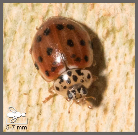 Coccinelle à quatre points