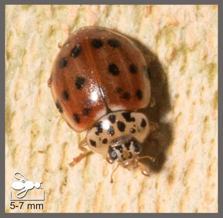 Coccinelle à quatre points