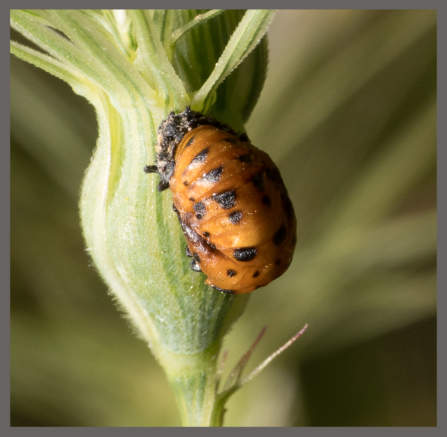 Coccinelle à sept points