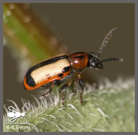 Criocère méridional - Crioceris paracenthesis