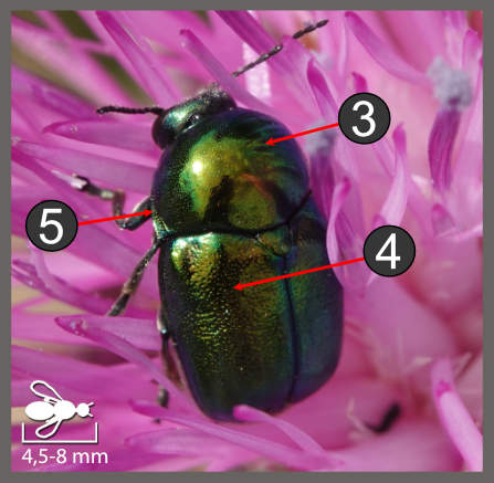 Cryptocephalus aureolus-sericeus-globicollis-hypochaeridis