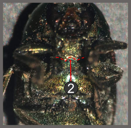 Cryptocéphales ponctués aux couleurs métalliques