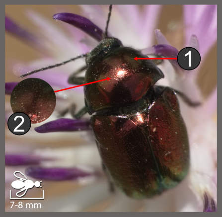 Cryptocephalus globicollis