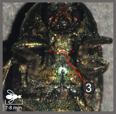 Cryptocephalus globicollis