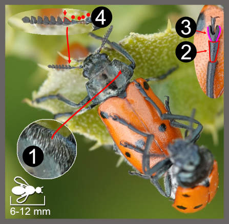 Lachnaia paradoxa