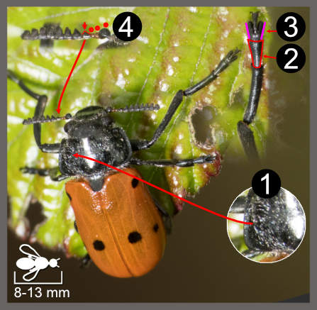 Lachnaia pubescens
