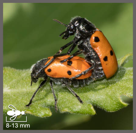 Lachnaia pubescens