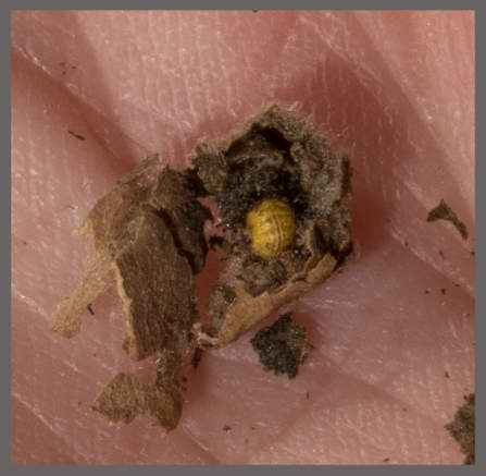 Lasiorhynchites coeruleocephalus