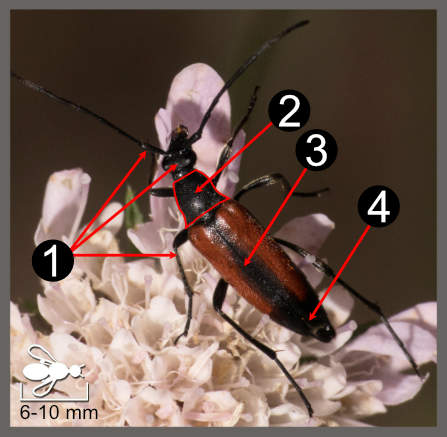 Stenurella bifasciata