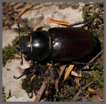 Lucanus cervus