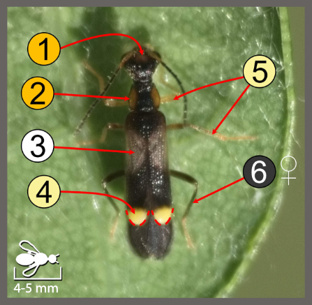 Malthinus balteatus