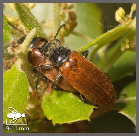 Megischia curvipes