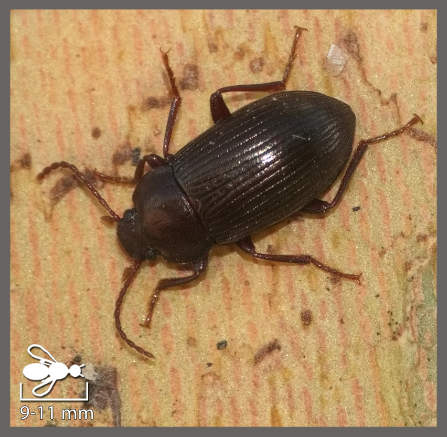 Nalassus dryadophilus - Nalassus dryadophilus