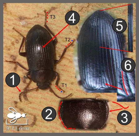 Nalassus dryadophilus