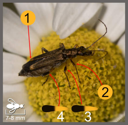 Oedemera barbara