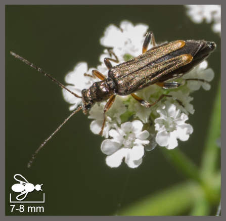 Oedemera barbara