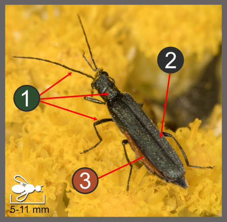 Oedemera lurida-virescens