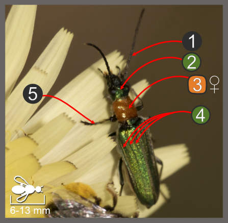 Anogcodes seladonius