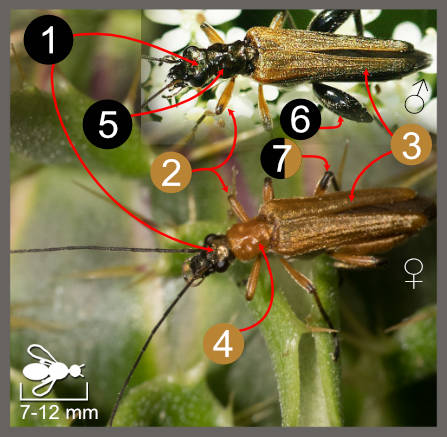 Oedemera podagrariae