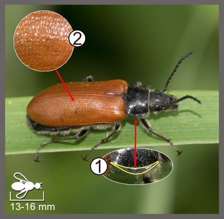 Omophlus lepturoides