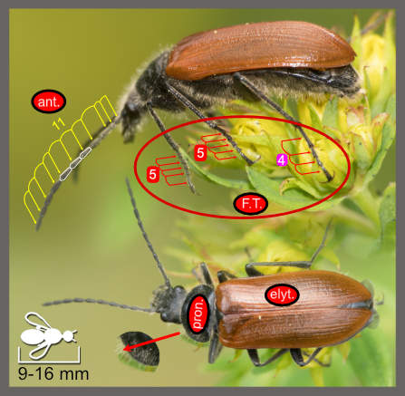 Omophlus sp.