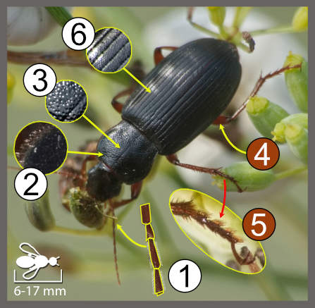 Ophonus sp.