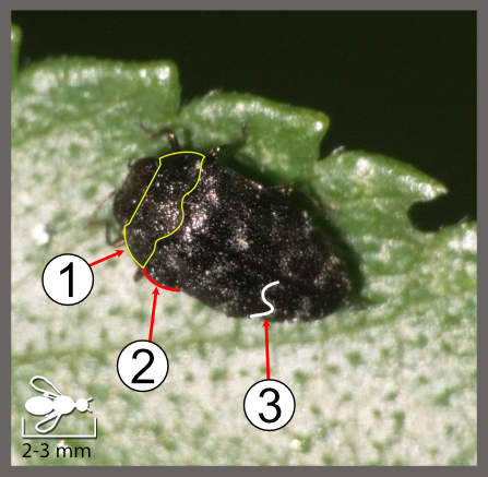 Trachys minutus
