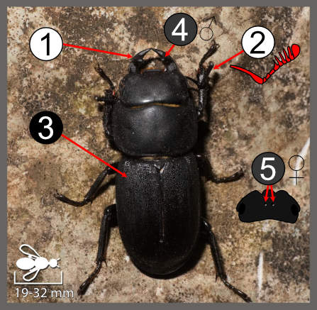 Dorcus parallelipipedus