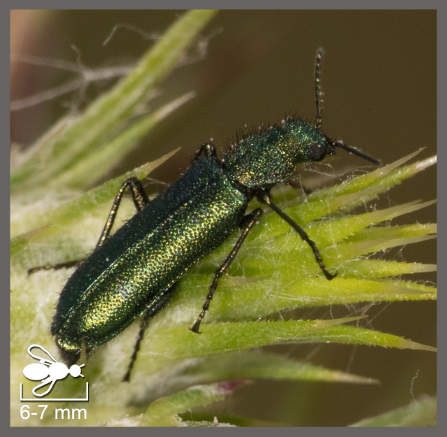 Psilothrix viridicoerule