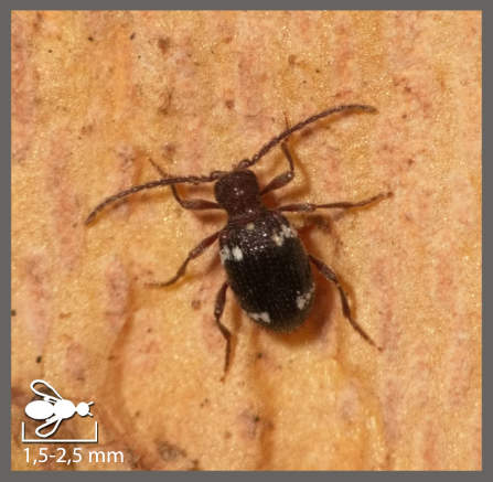 Ptinus aubei - Ptinus aubei