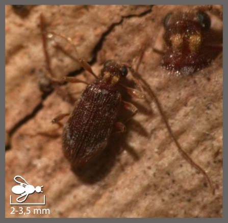 Ptinus bidens - Ptinus bidens