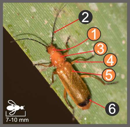Rhagonycha fulva