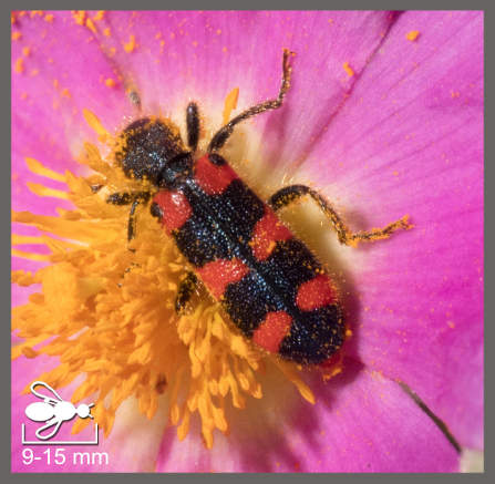 Trichodes leucopsideus