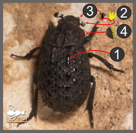 Trox perlatus