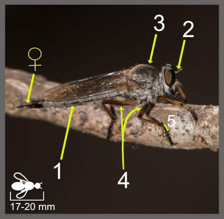 Aneomochtherus confusus