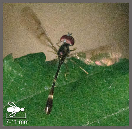 Baccha elongata