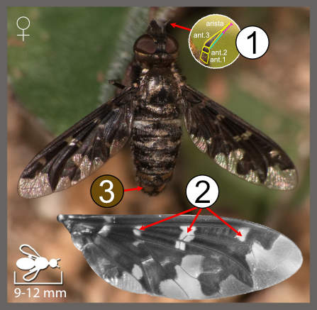 Exoprosopa jacchus