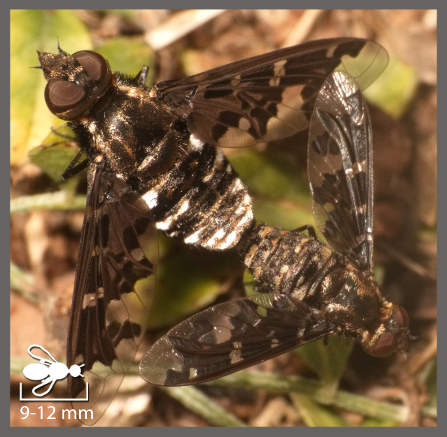 Exoprosopa jacchus