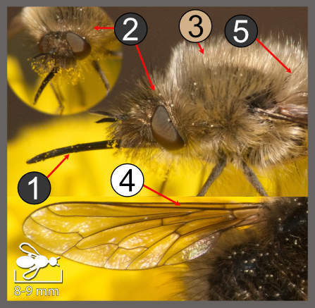 Bombylius venosus