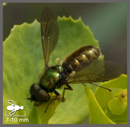 Chloromyie agréable