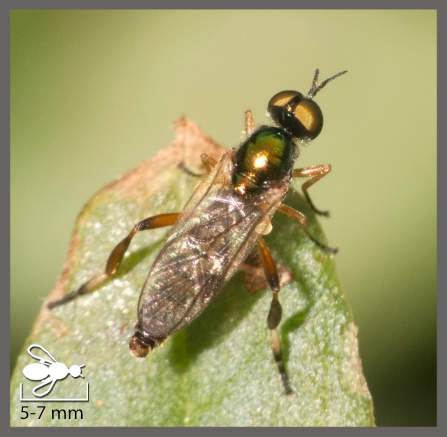 Chorisops - Chorisops sp.