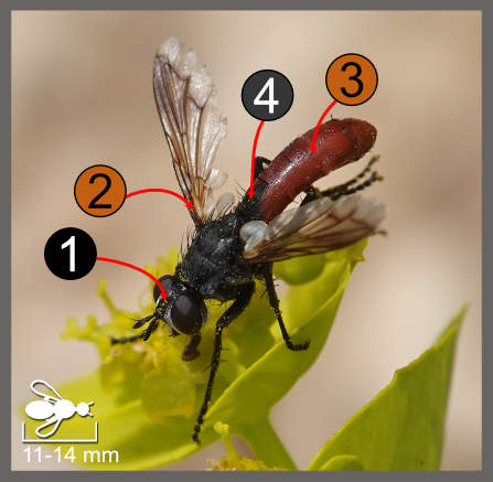 Cylindromyia bicolor