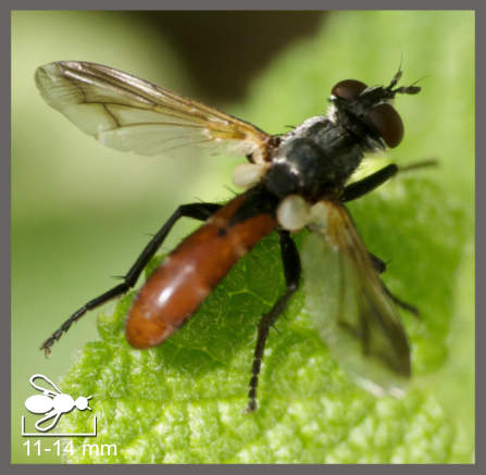 Cylindromyia bicolor