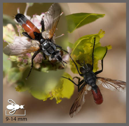 Cylindromyia - Cylindromyia sp.