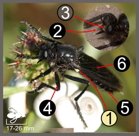 Dasypogon diadema