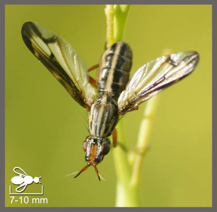 Dorycère grand	 - Dorycera grandis