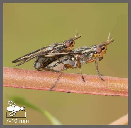 Dorycera grandis