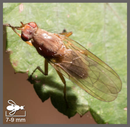 Dryomyza flaveola - Dryomyza flaveola