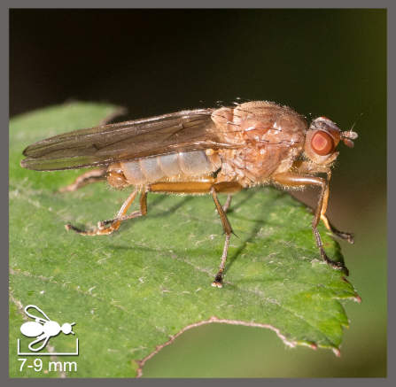 Dryomyza flaveola